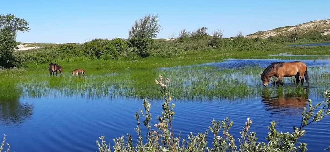 Tiny Villa De Haas Met Infraroodsauna Egmond aan Zee Ngoại thất bức ảnh